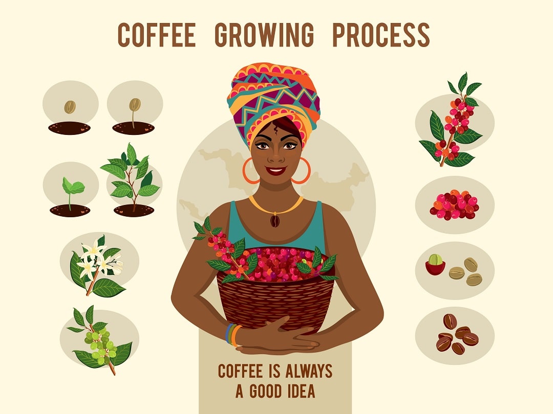 Coffee Growing Process - Gridlock Coffee Roasters